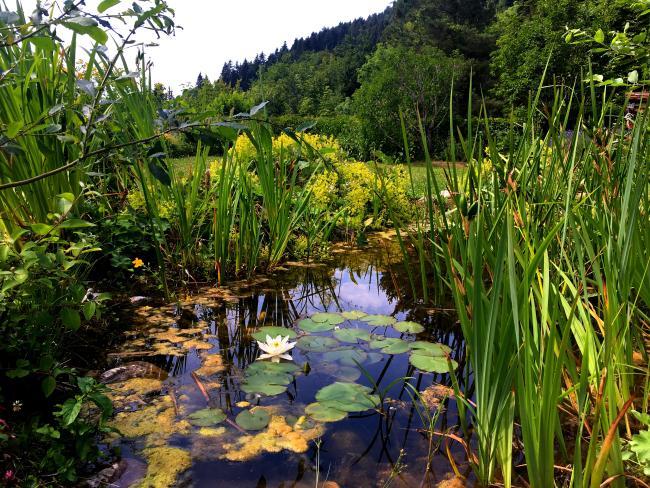 naturteich - ohne Folie ein Gewässer anlegen